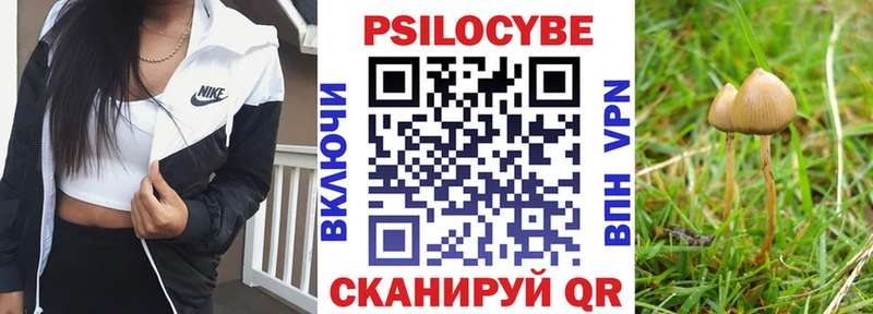 Псилоцибиновые грибы Cubensis  где купить наркоту  Черногорск 